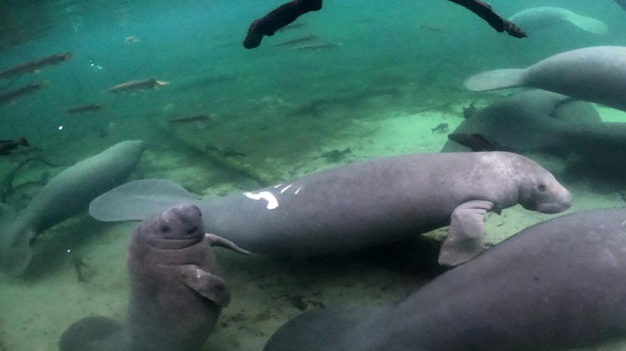 State S Rare Species Face Challenging Year News The Villages Daily Sun Thevillagesdailysun Com