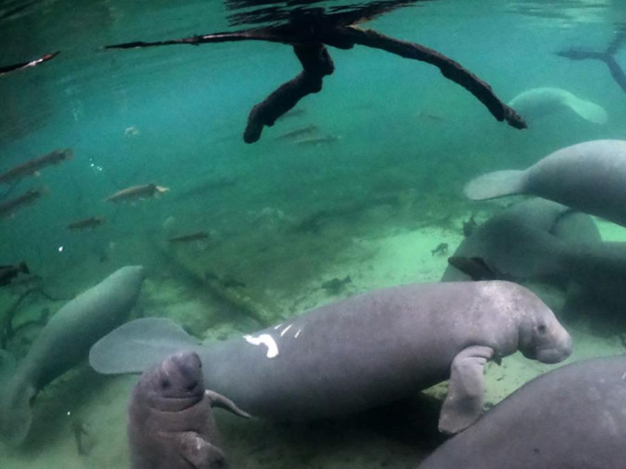 State S Rare Species Face Challenging Year News The Villages