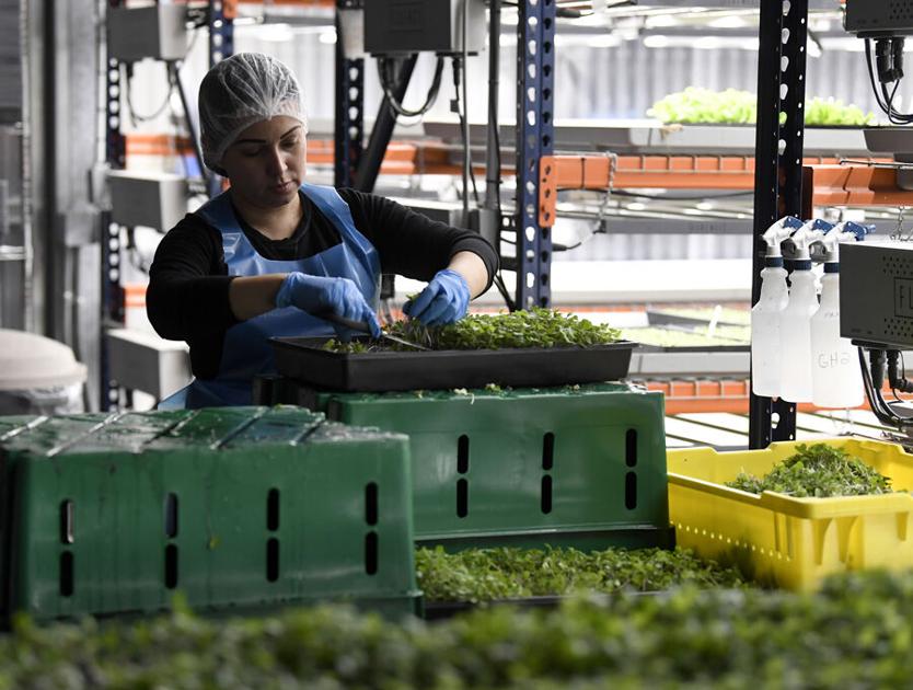 Villages Grown&rsquo;s produce now for sale at Publix