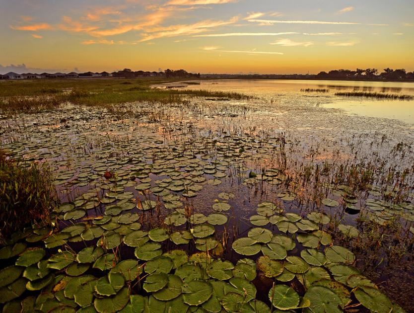 Wetlands thriving in Florida, The Villages
