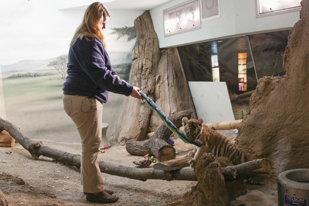 Photos Meet Amur, the handraised tiger cub from Milwaukee National