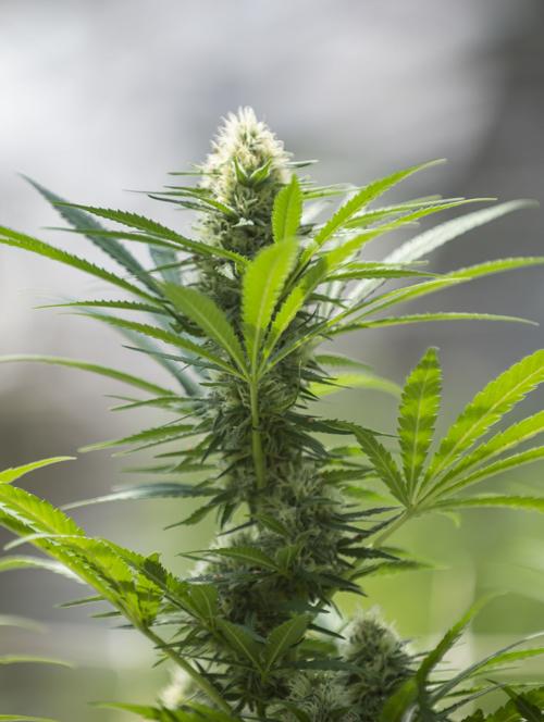 Cannabis glut