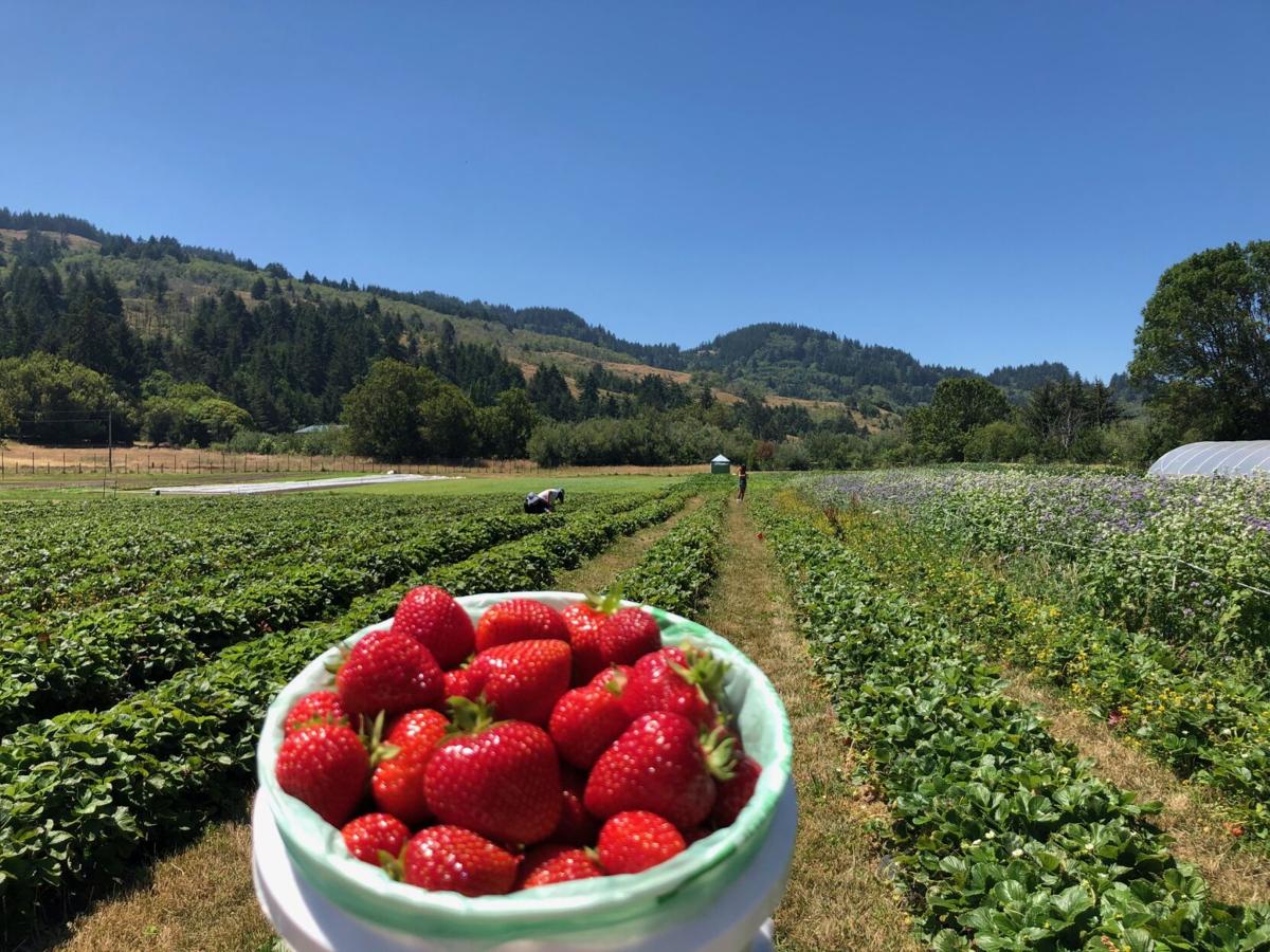 Strawberry Fields Forever At Valley Flora Farm Bandon News Theworldlink Com