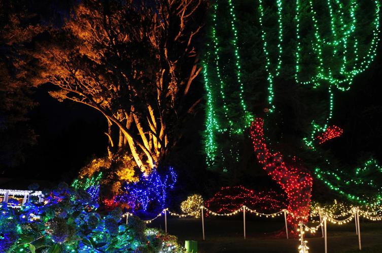 Shore Acres Lights Photo Collections