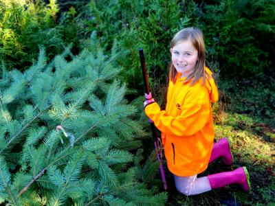 Gensorek 2018 Christmas tree hunting