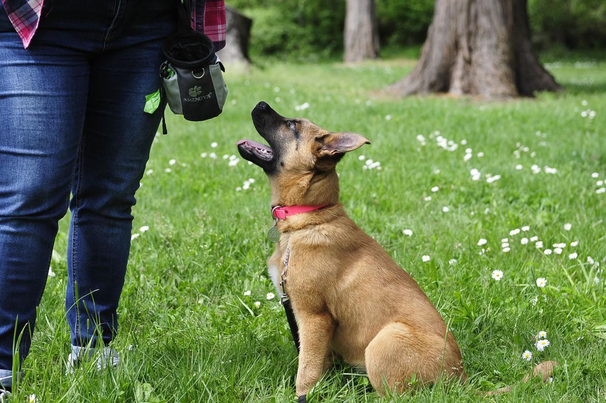 Old And Young Dogs Continue To Learn New Tricks Lifestyles Theworldlink Com