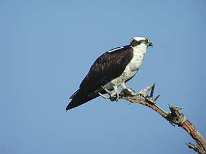 Burren Birds of Prey Centre: Discover Ireland's Majestic Raptors - Birds of  Prey US