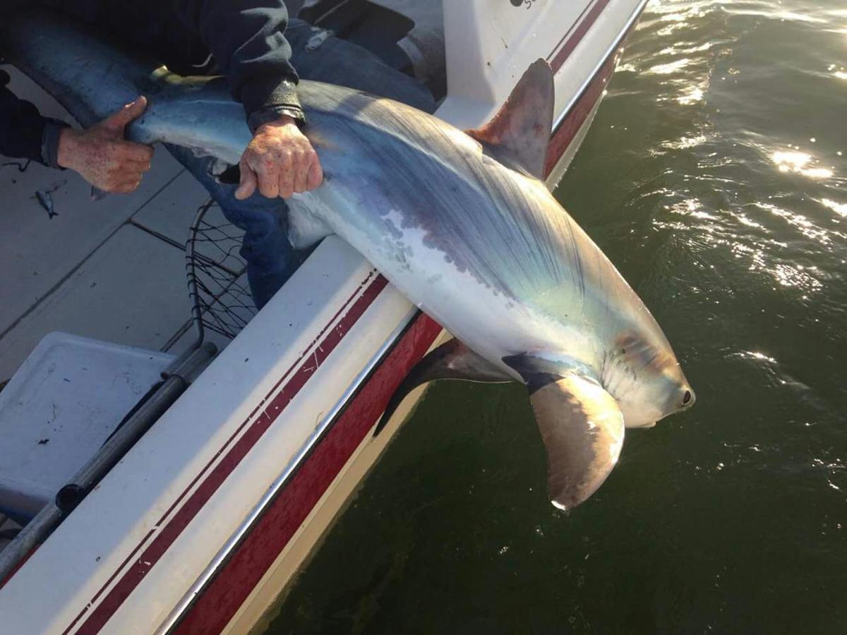Local Fisherman Hooks Thresher Shark In Coos Bay Recreation - shark saw blox piece