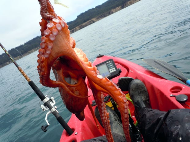 Rob finds a red octopus, Lifestyles