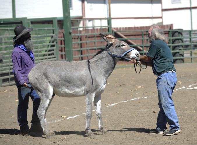 Donkey Baseball Photo Collections