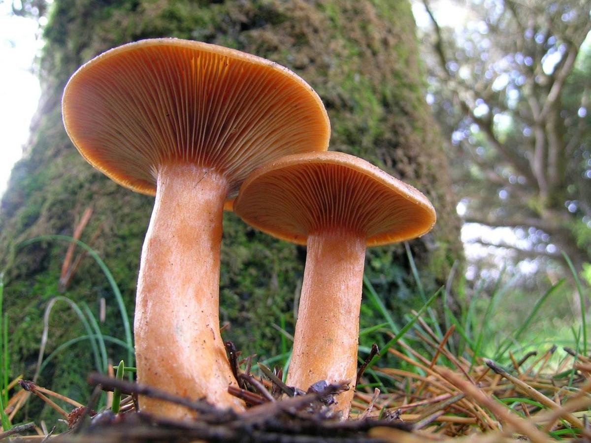 Yachats Oregon Mushroom Festival 2022