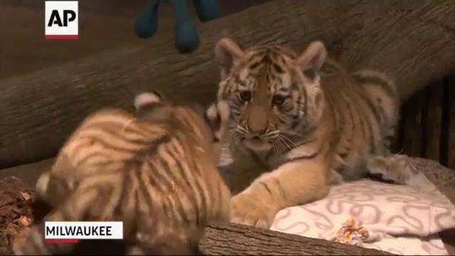 Adorable! Three tiger cubs born at Milwaukee County Zoo