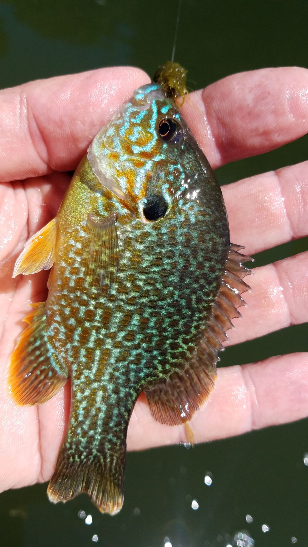 Are Pumpkinseed Fish Edible