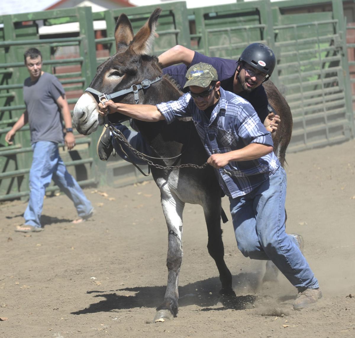 Donkey Baseball Galleries