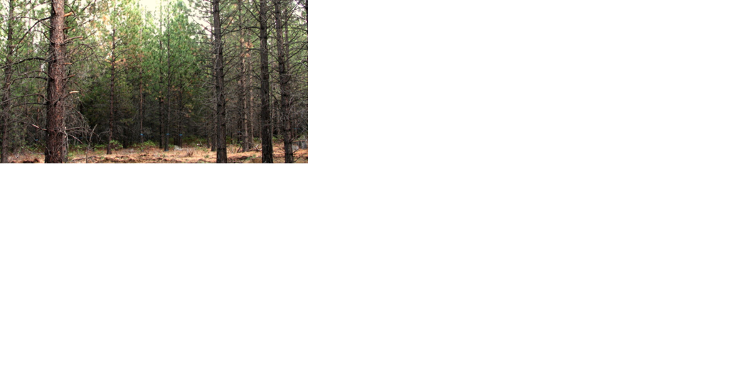 Report: California, Chinese billionaires own hundreds of thousands of acres of Oregon timberland - Vimarsana News