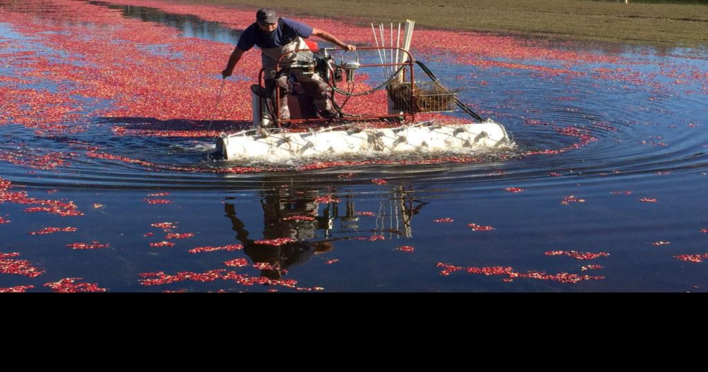 Cranberries are native to North America Entertainment