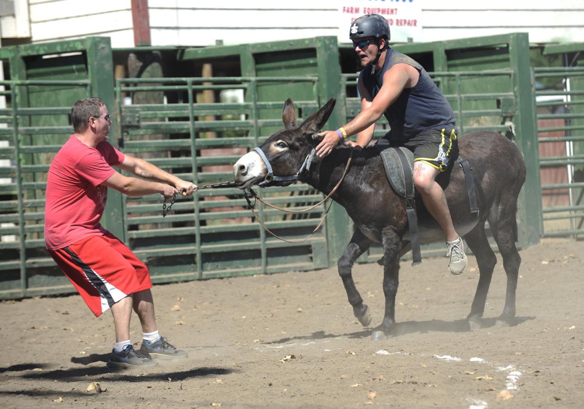 Donkey Baseball Photo Collections