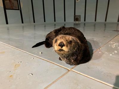 Injured sea otter