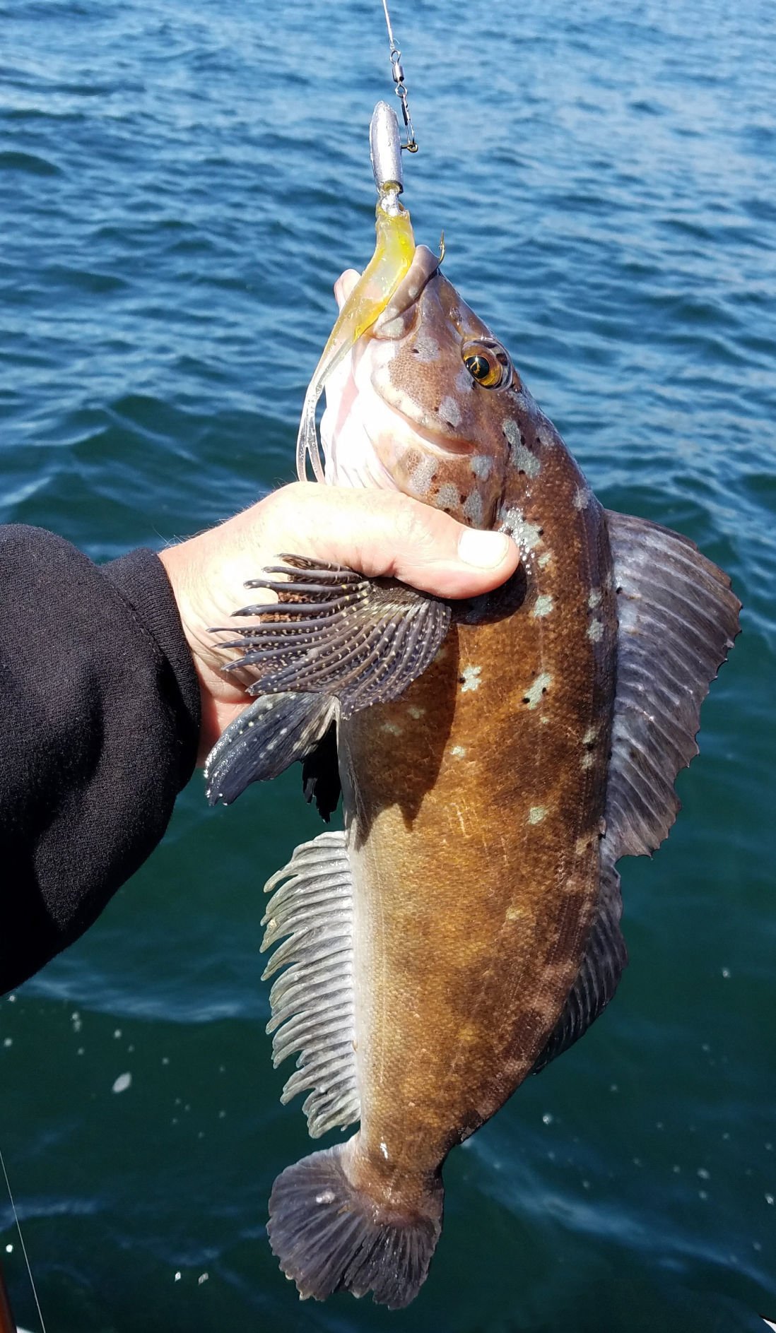 Greenling are also referred to as sea trout Recreation