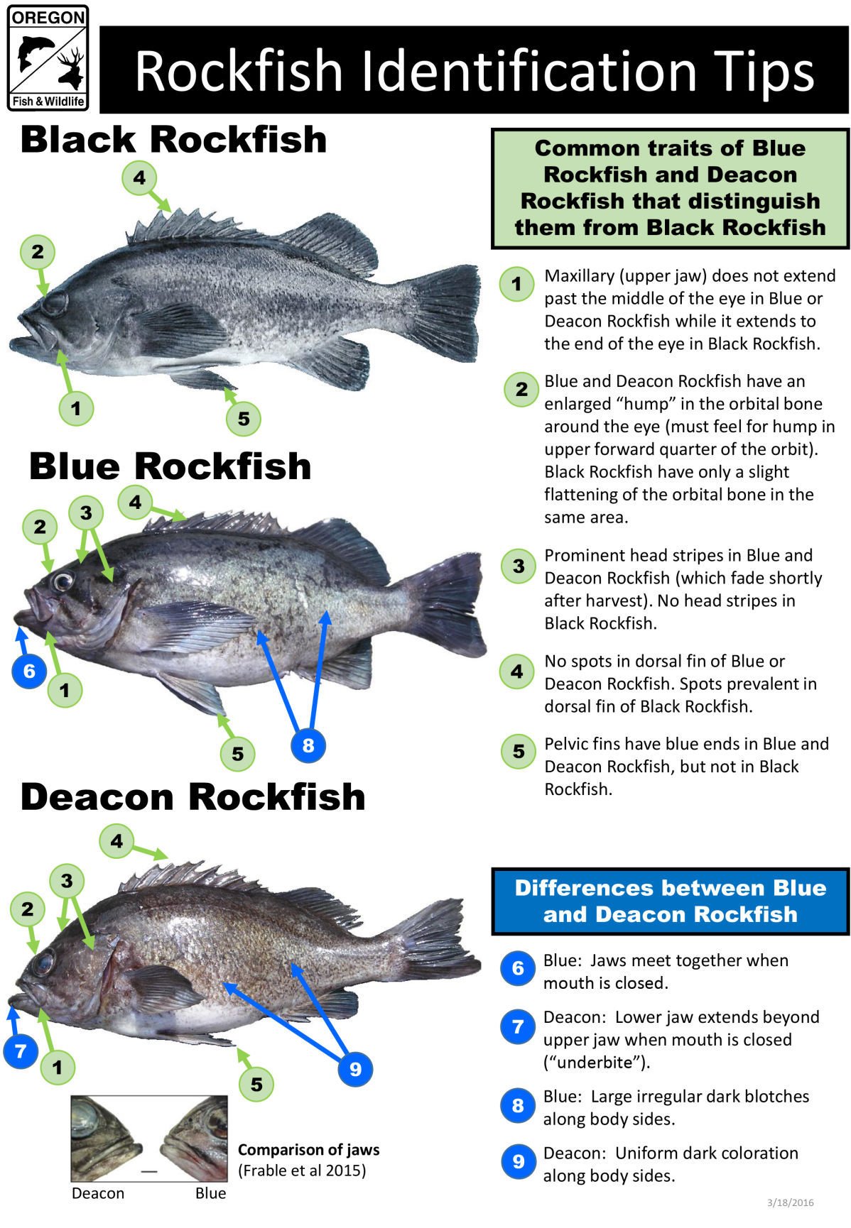 Deacon Rockfish Tastes Like Blue Rockfish Lifestyles Theworldlink Com