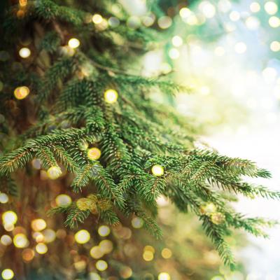 Siskiyou National Forest Christmas tree