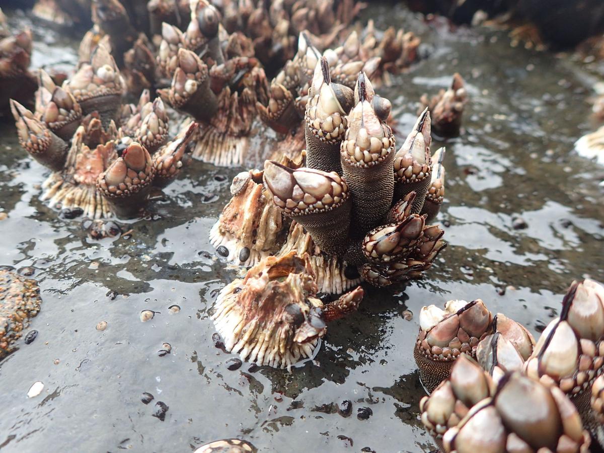 UO study moves seafood industry closer to farming gooseneck barnacles