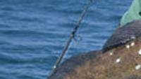 greenling kelp theworldlink rock