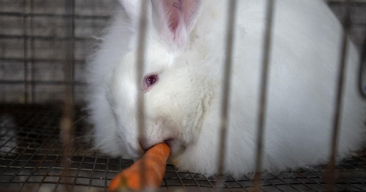 New detections of deadly virus found in Oregon wild rabbits | Local News