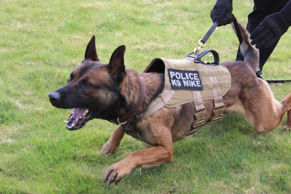 Belgian Malinois Police Dogs For Sale Goldenacresdogs Com