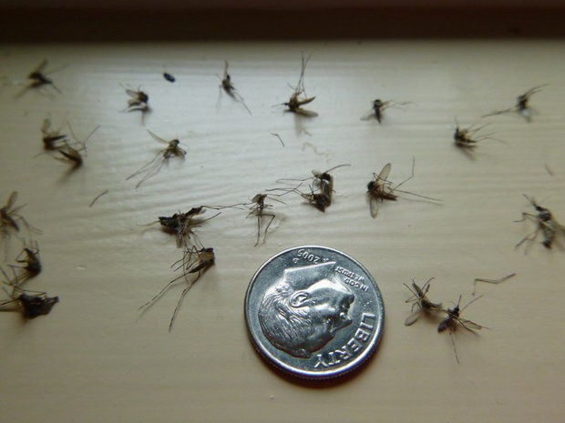 Mosquito swarms