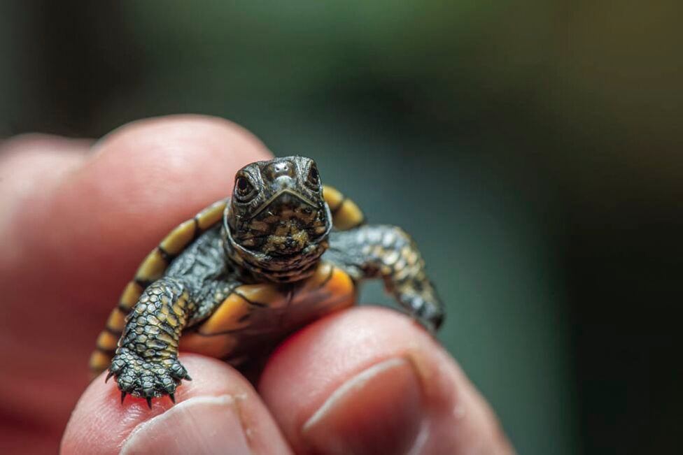 TINY TURTLE: This baby - Missouri Dept. of Conservation