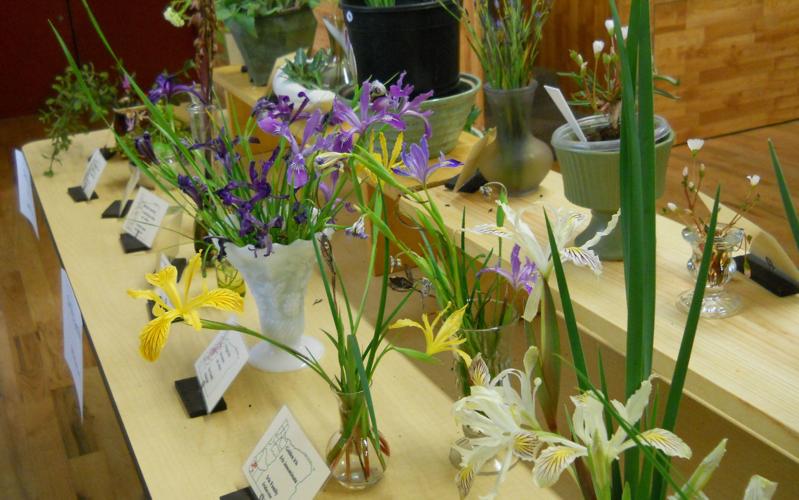 Only in Oregon, Glide Wildflower Show News