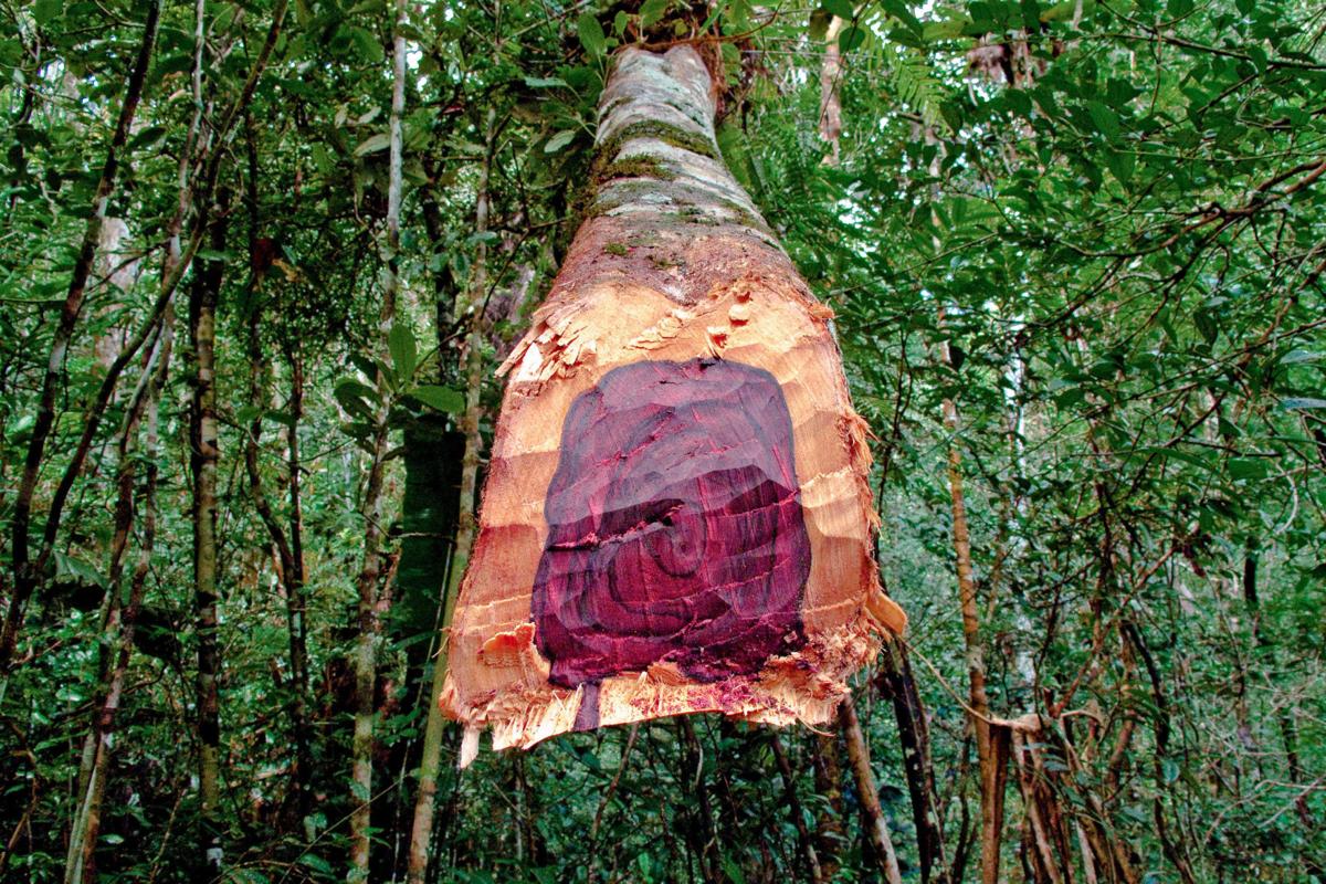 Trade rules have cracked down on rosewood smuggling. But ...