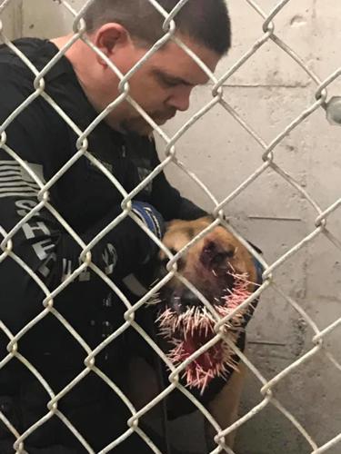 Oregon K-9 officer stuck with more than 200 porcupine quills while pursuing  suspect, police say