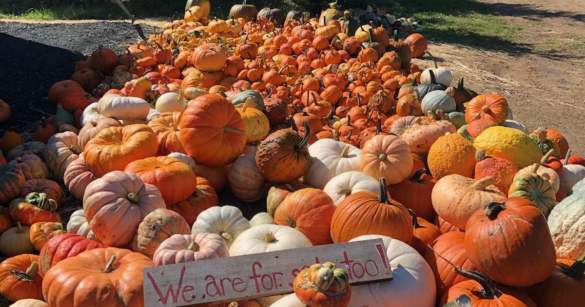 Mahaffy Ranch celebrates 10-year anniversary with largest pumpkin patch ...