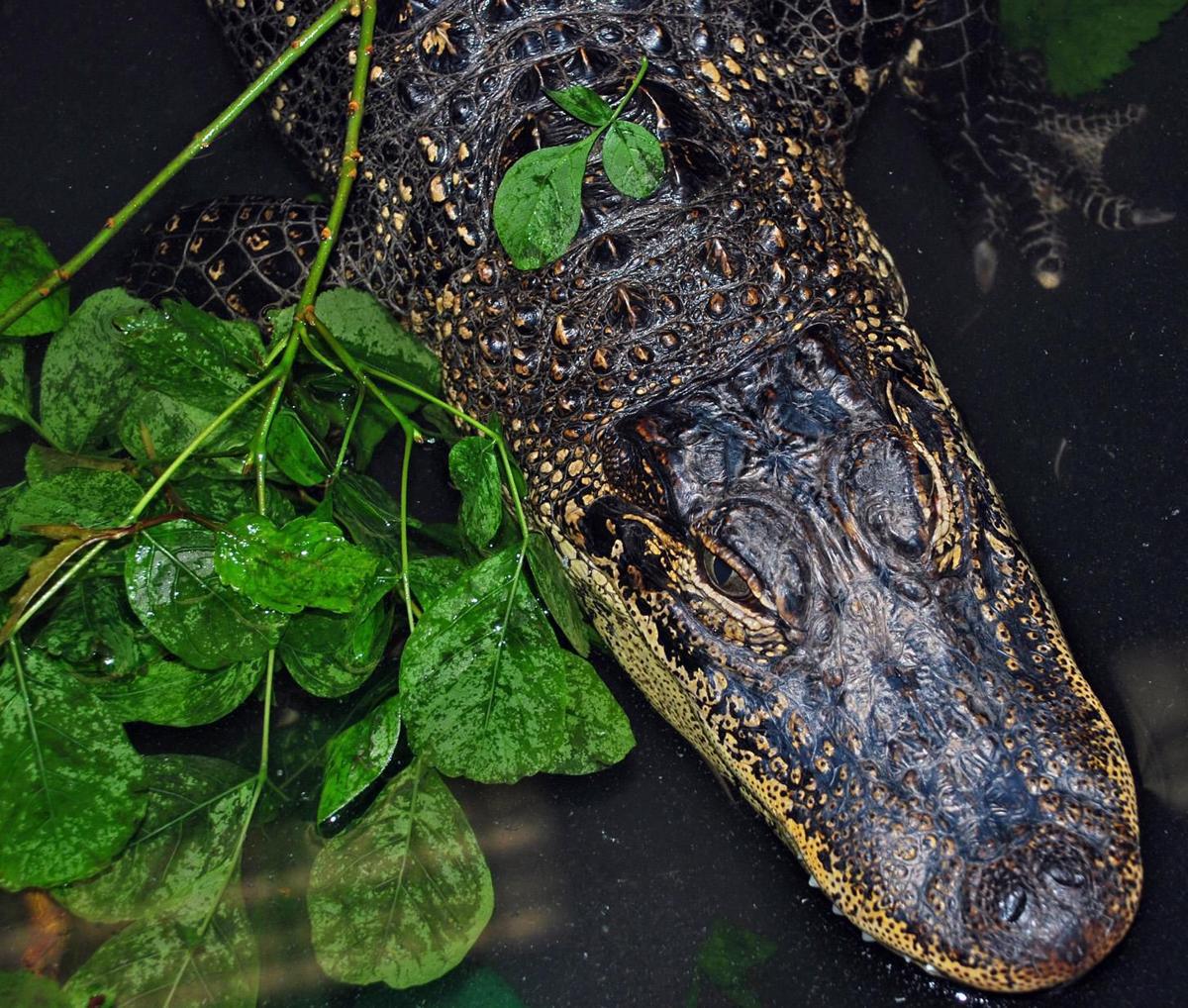 Look for Brad's World Reptiles South Coast