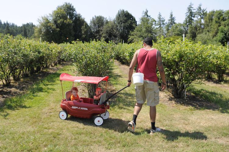 Hazen's Riverside Blueberry Farm Photo Collections
