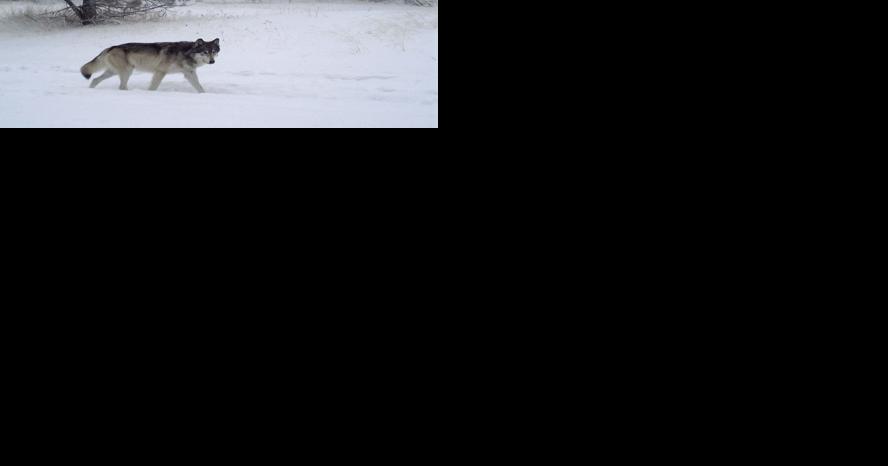 Oregon wolves expected to spread west and south - Vimarsana News