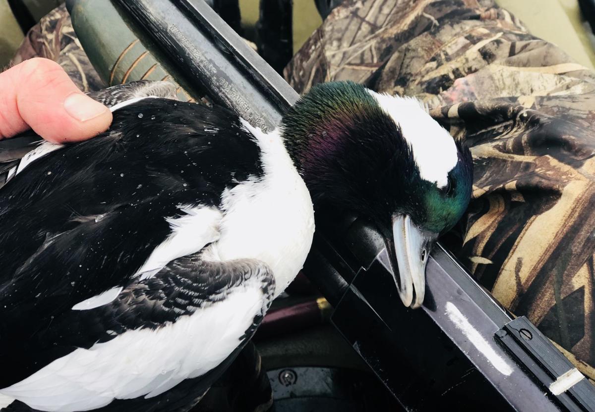 drake Bufflehead