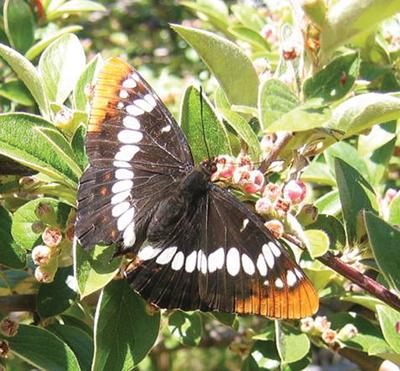 I was looking at pictures and I noticed that I had a picture of a butterfly  that alllllmost looked like a white admiral, but it had some…
