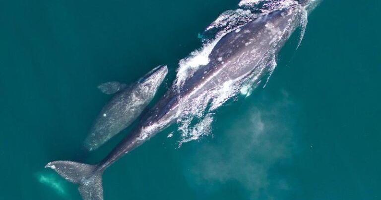 69cc2e9466bea.image.jpg?crop=768,403,0,8