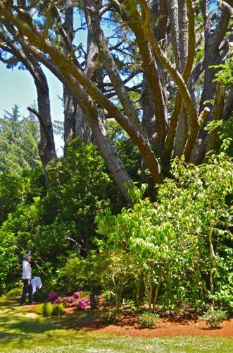 Oregon Heritage Tree Program celebrates 30 years | News | theworldlink.com