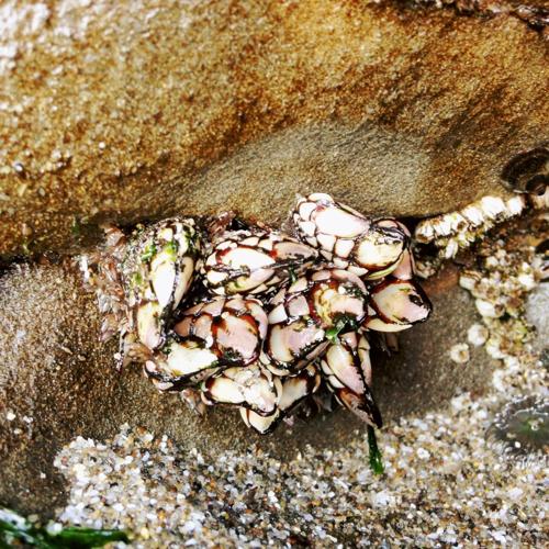 Gooseneck barnacle