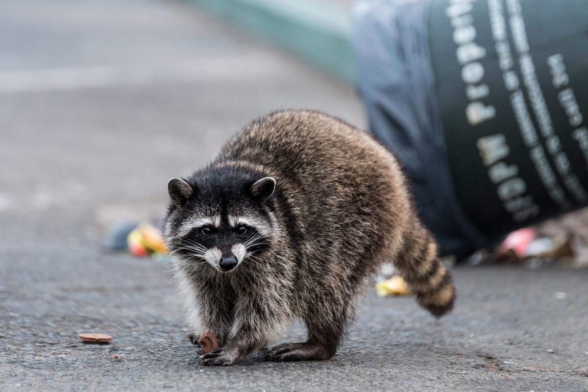 Raccoons The Adorable Wildlife Outdoors Theworldlink Com