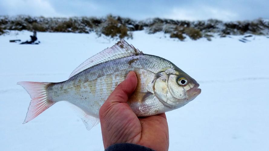 Surfperch can be caught almost anytime, Lifestyles