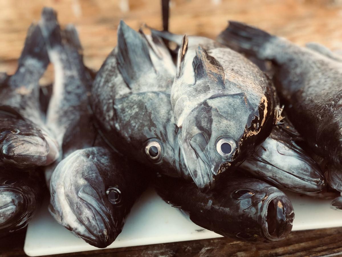 rockfish