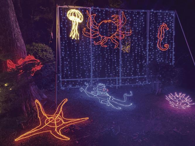 Photos Shore Acres lights up for the holidays Local News