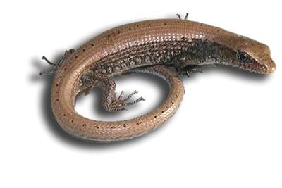 Get Wallpaper Alligator Lizards May Live In Your Yard Recreation For Android