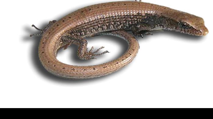 Get Wallpaper Alligator Lizards May Live In Your Yard Recreation Theworldlink Com HD