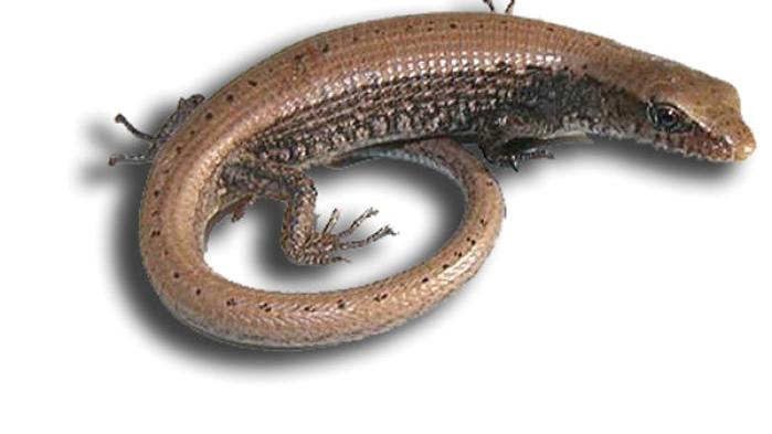 Download Alligator Lizards May Live In Your Yard Recreation Theworldlink Com Free Get Wallpaper Alligator Lizards May Live In Your Yard Recreation Theworldlink Com HD